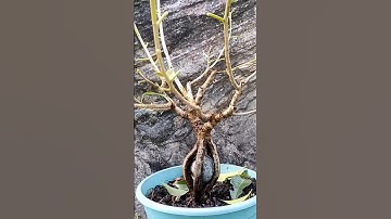 defoliation of ficus virens #bonsaiart #bonsai #art #bonsaitree #tree