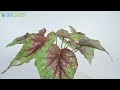 Artificial Plants With White Linear Pot | SN-1