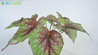 Artificial Plants With White Linear Pot | SN-1