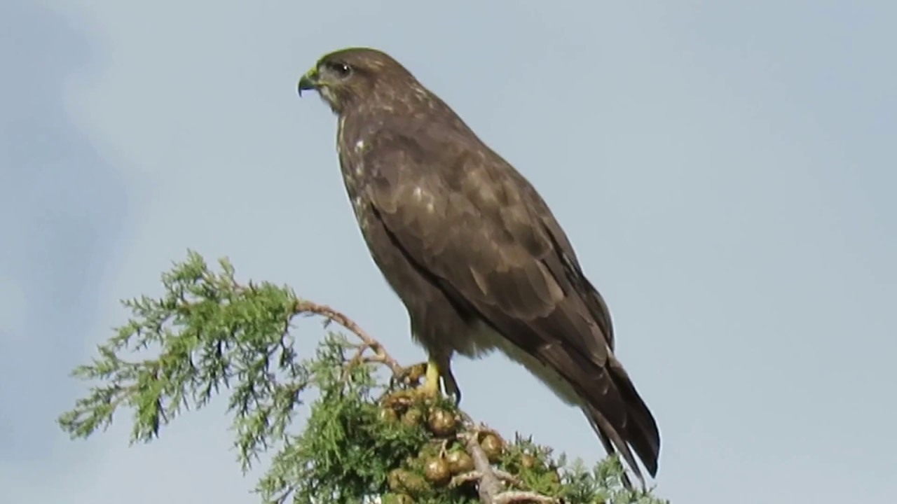 Škanjac , Buteo buteo , Buzard -- Birds of Croatia