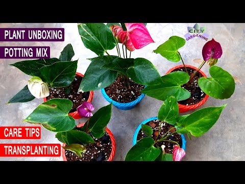 ANTHURIUM, the best indoor flowering plant: plant unboxing, potting-mix, transplanting u0026 care tips