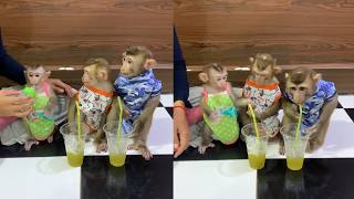 Baby Monkeys React to Cold Juice | Super Cute Moments 🥤🐵