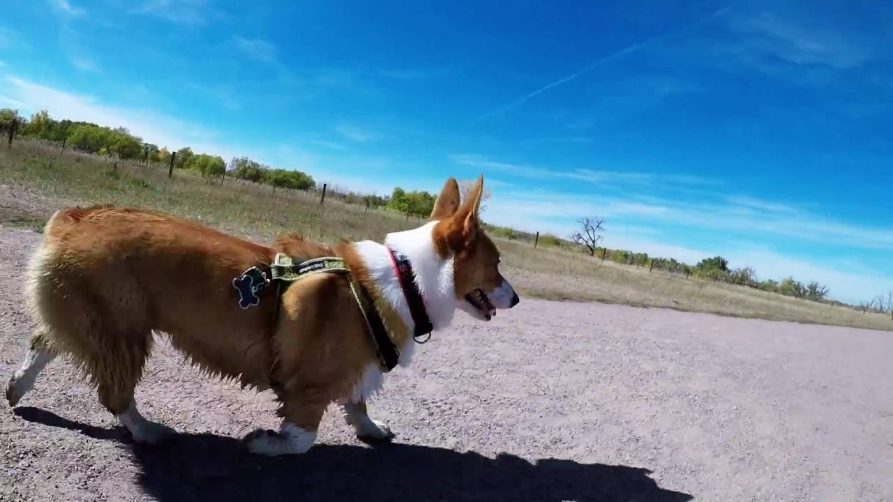 Cherry Creek Dog Park Aurora Coloado YouTube