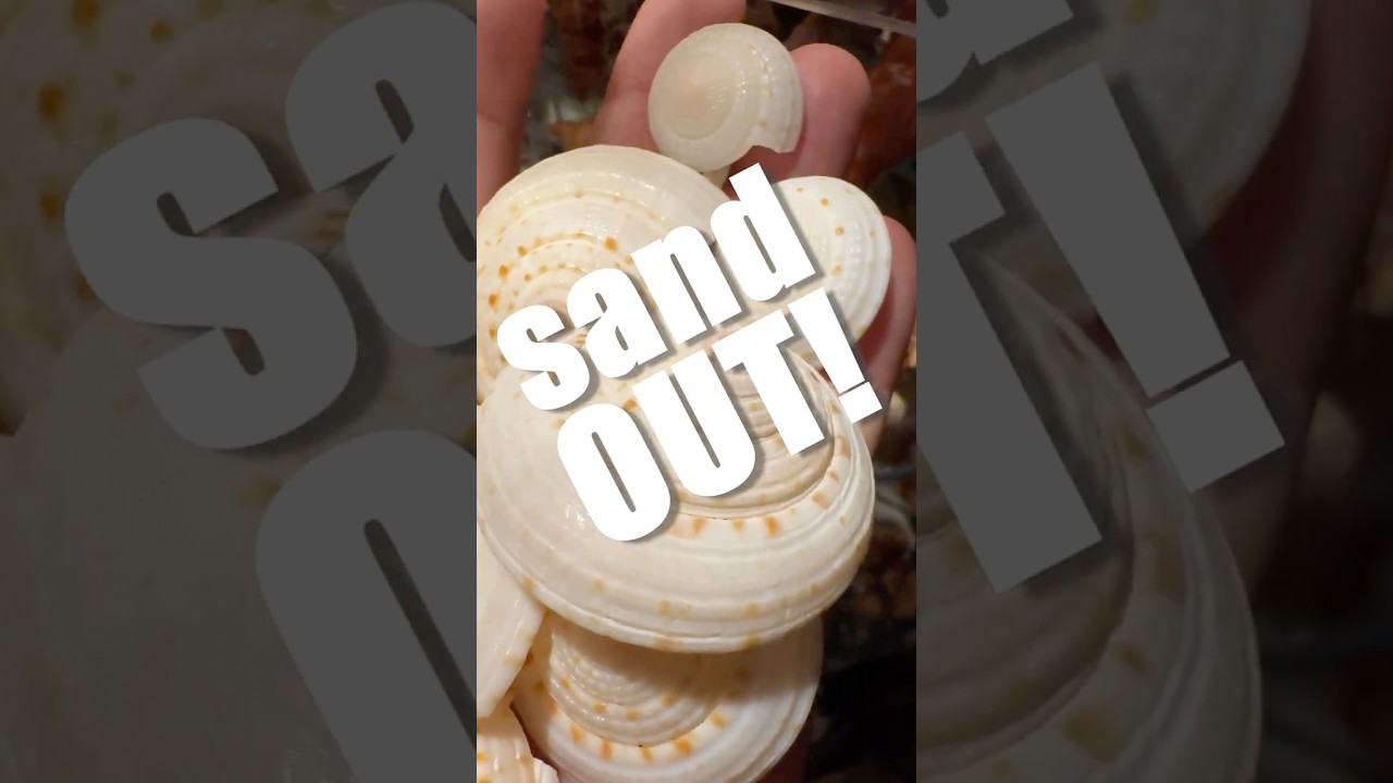 Sundial 🐚 SAND OUT!! #shelling