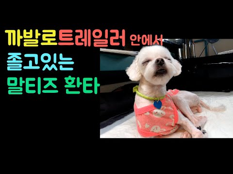 [말티즈] 530탄. 까발로트레일러 안에서 졸고있는 말티즈 환타
