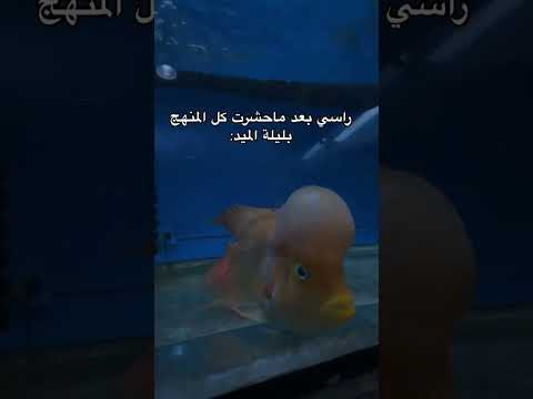 سلامه راسك ذبات ثروباك ترند تيك توك Explore اكسبلور تيك توك 2024 ترند تيك توك ضحك