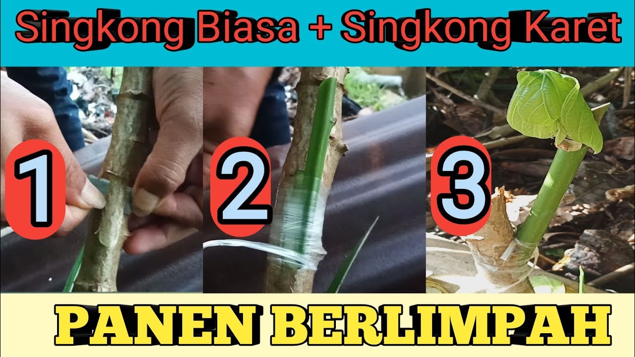 Bikin Singkong Jadi Besar || Lakukan Seperti Ini (Budidaya Singkong