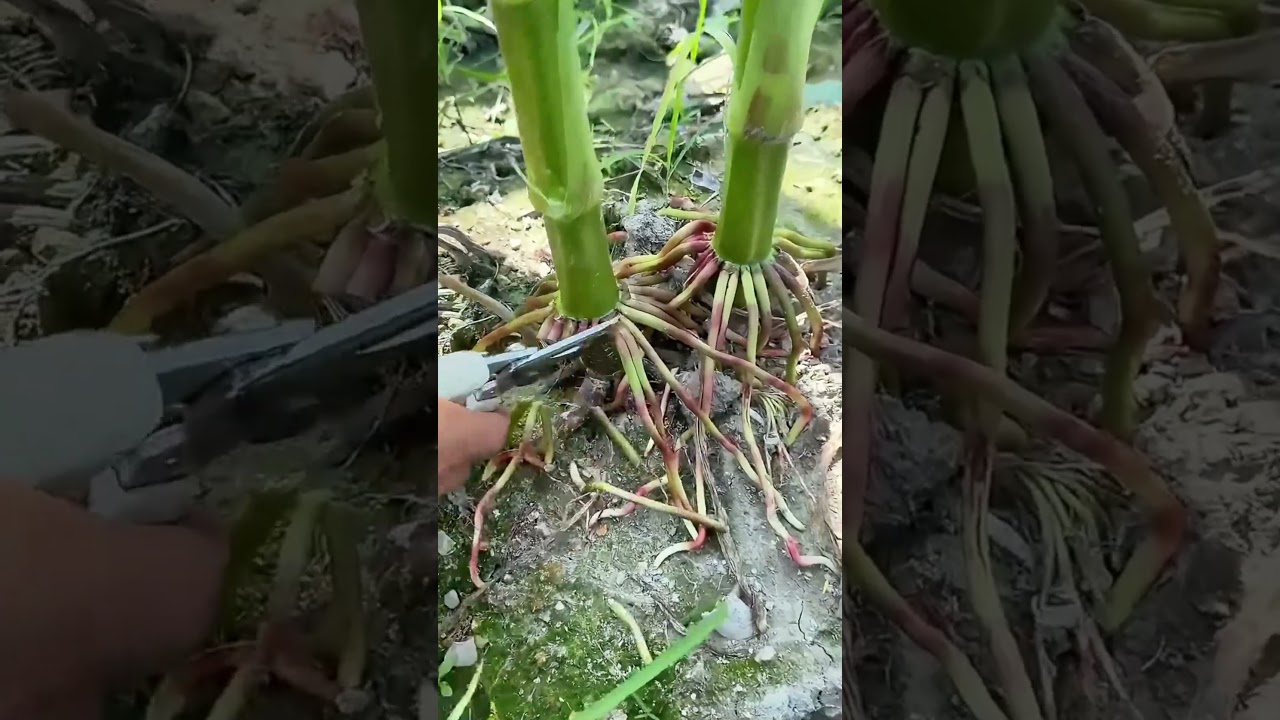 Bamboo Root Pruning Tips: How to Properly Cut Old Roots?
