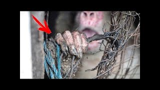 He was kept in a cage for 25 years... This is what happened when he was released... by Life Stories 14,334 views 1 year ago 5 minutes, 1 second