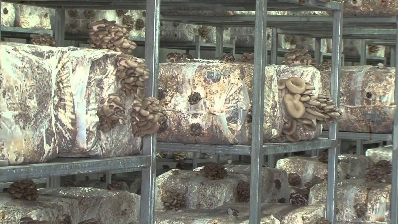 Μανιτάρια Κεχαγιά ΑΕ