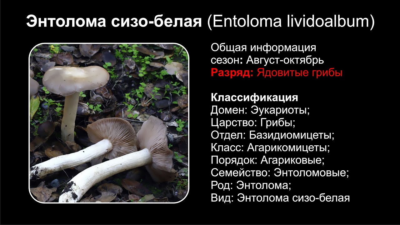 Энтолома сизо-белая (Entoloma lividoalbum)
