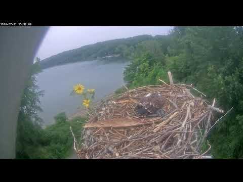 Salt Point Live Stream 07/21/2026 4:00 AM