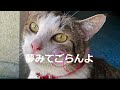 夢みてごらんよ