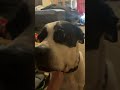 ##dogshorts #dogshorts ##dog #cute dog