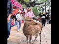 賢い鹿さんに出来ない事 #deerpark #奈良公園 #鹿