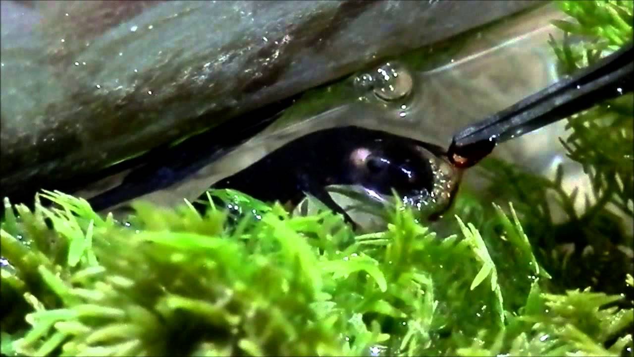 reptiles concept Random feeding video 14#: HELP US!!! :O
