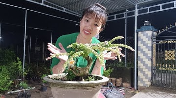 Cần thăng cánh bướm, ngũ sắc | 📞 Ngân 0386569374 (27.10)