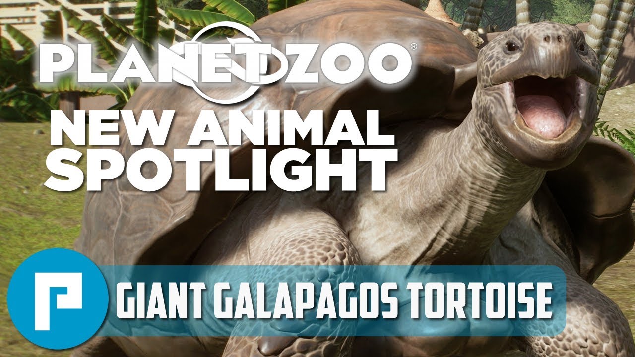 🐢 Planet Zoo Spotlight #9 | New Animal Reveal | Giant Galapagos Tortoise