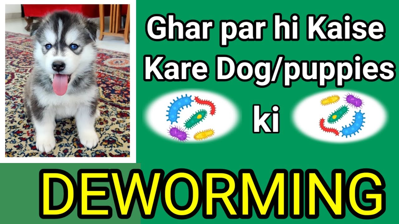 Easy Puppy Deworming at Home Can I Get Worms From My Dog Natural