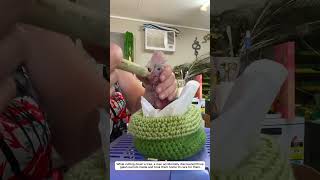 Rescuing three baby parrots. #wildliferescue #rescueefforts #lovestory #loveforanimals #galahparrot