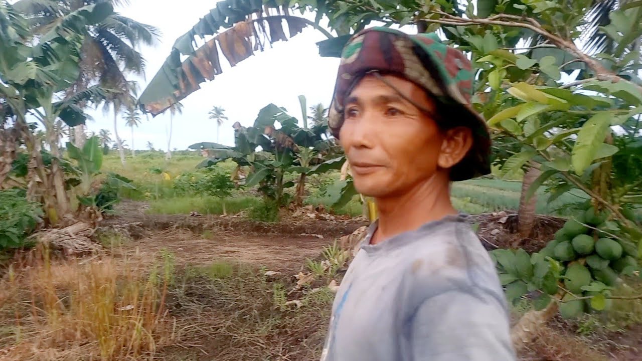 KABAR DARI LAHAN PAK SLAMET TRANSMIGRASI ASAL MALANG