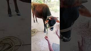 ஒர நயயம வணம