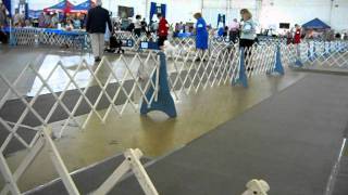 Dallas conformation July 9, 2011 003.avi
