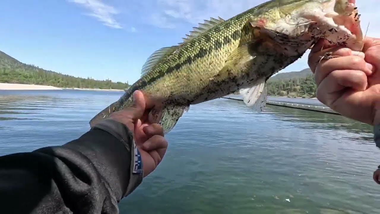 Bass Fishing At Bass Lake CA