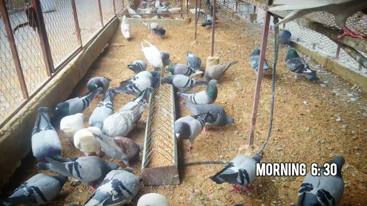 Peaceful Morning Pigeon Feeding | Relaxing Nature Sounds!