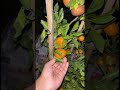 Orange 🍊tree #shorts #orange #gardening #merehumsafar #pakistaniwhatsappstatus #pakistanidrama #yt
