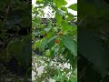 Peanut butter fruit