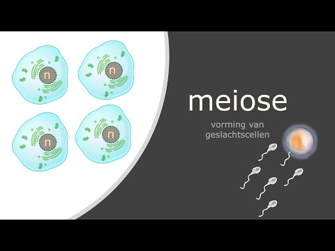 Meiose