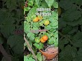 #꽃다운 날 #이찬원 #건강 #행복