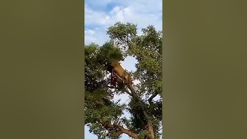 Lion & Leopard falling down from the tree with the broken branches