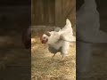 Cute hens funny video # funny video # viral