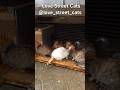 Helping homeless cats through kindness and responsibility 🐈🐾❤️ #asmr #catvideo