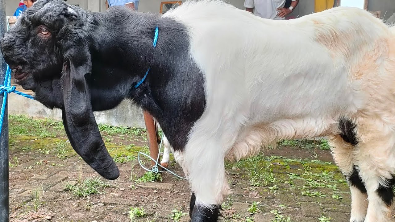 Jantan 6 Bulan, DRIWUL MASUK PASAR ‼️ Kambing PE Kaligesing.