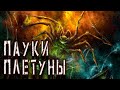 Пауки плетущие МНОООГО паутины