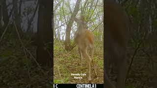 Venado Cola Blanca odocoileus Virginianus