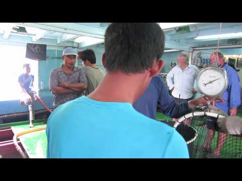 Live Trade Fish