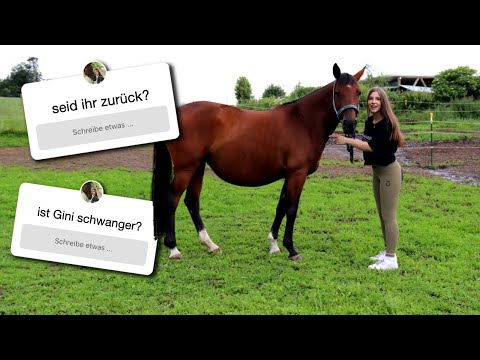 Video: Alfie Ist Großbritanniens Pferd Mit Dem Meisten Schnurrbart! - Alternative Ansicht