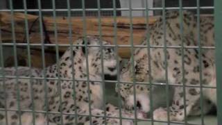 仲良しユキヒョウペア