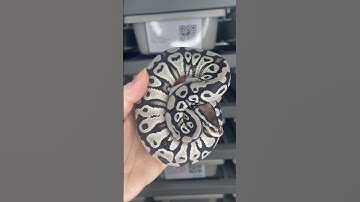 Pastel VPI Axanthic het Clown #ballpython #ballpythonmorphs #axanthic #ballpythonbreeder