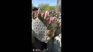 The Plant Traveller Opuntia Rufida