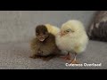 Cute Baby Chicks Meet Duckling Friend