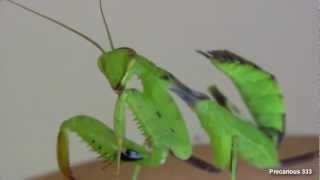 Green & Purple Mantis (Cilnia humeralis L5 male)