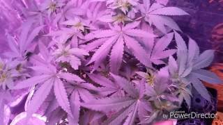 Cbd and Veg Update Growin with Cheekz215