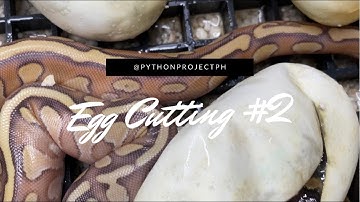 RED BALL PYTHONS?! Crazy Blackhead Cluch!! | Egg Cutting 2021 Season