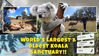 Lone Pine Koala Sanctuary (During Covid)