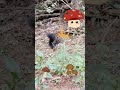 버섯먹는 청설모 다람쥐 Korean Squirrel #shorts